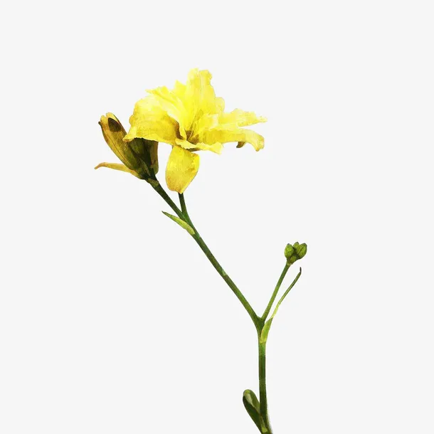 水彩黄色百合花免抠