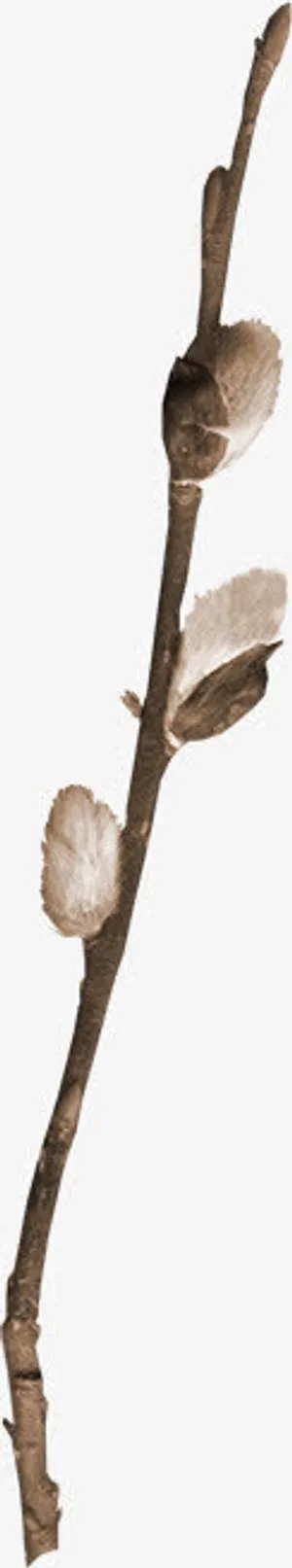 树枝装饰素材免抠