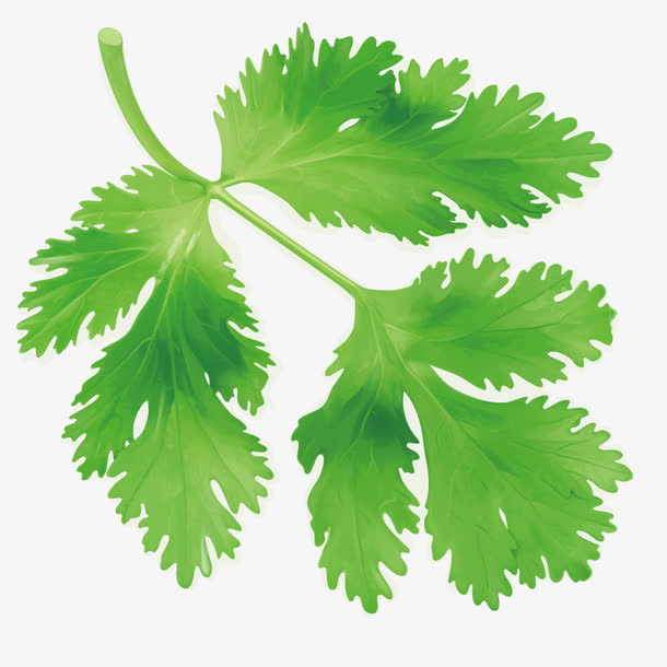 芹菜叶子免抠