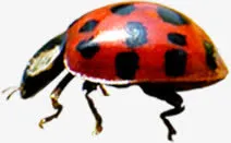 高清摄影红色红星瓢虫免抠