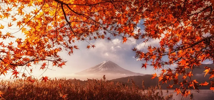 秋季富士山红叶banner高清