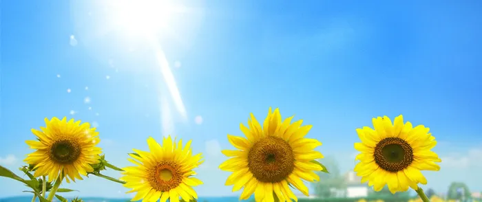 蓝天向日葵背景高清