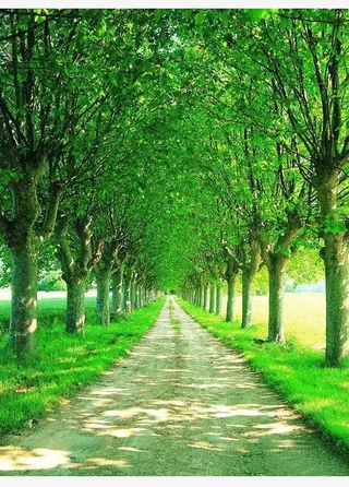 绿意葱葱的林荫小道免抠