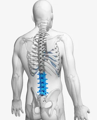 人体骨骼医疗插图免抠