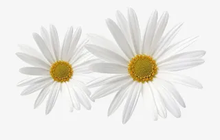 大小杭白菊图片素材免抠