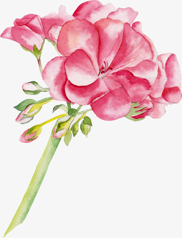 水彩花朵免抠