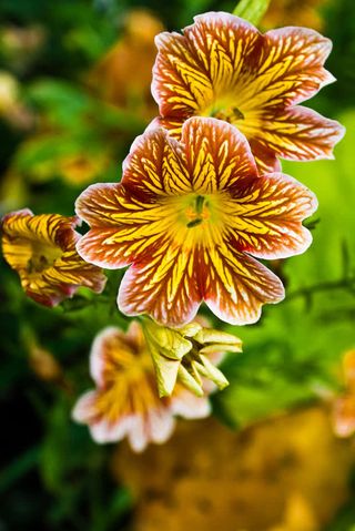 黄色花朵褐色花纹免抠