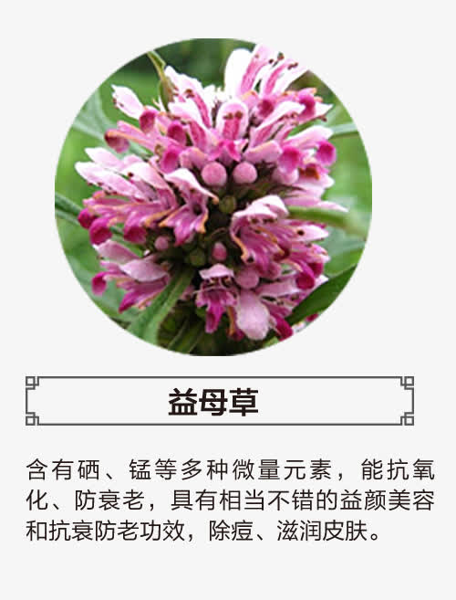 益母草免抠