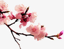 一枝梅免抠