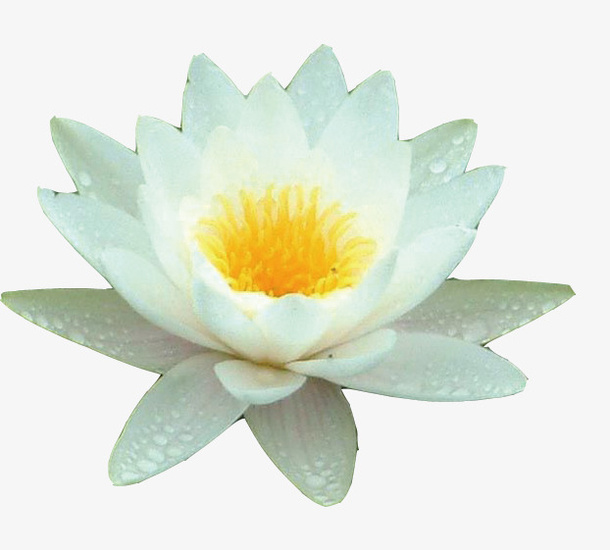 白色荷花免抠
