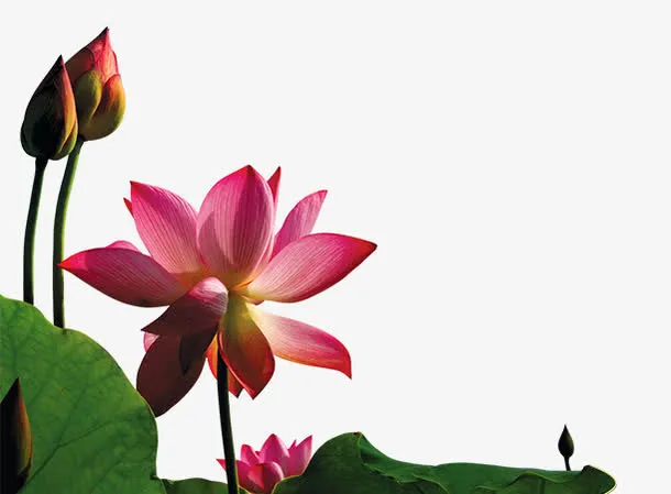 盛开莲花免抠