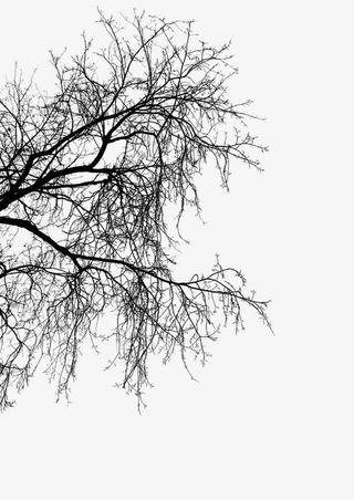 树枝 水墨画 中国画免抠