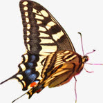 春天环保黄色蝴蝶免抠装饰动物元素