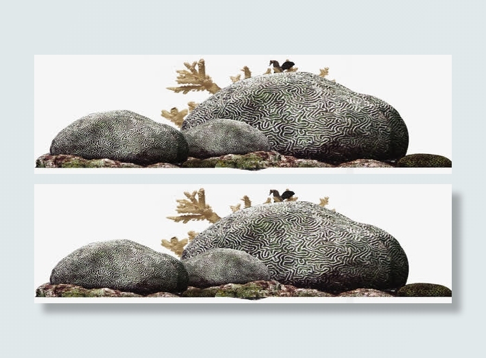 高清摄影海边的礁石珊瑚免抠