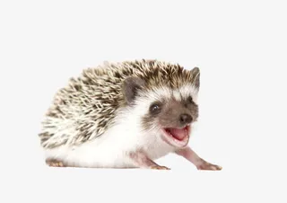 卖萌的小刺猬免抠