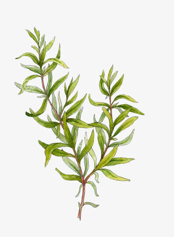 迷迭香草免抠