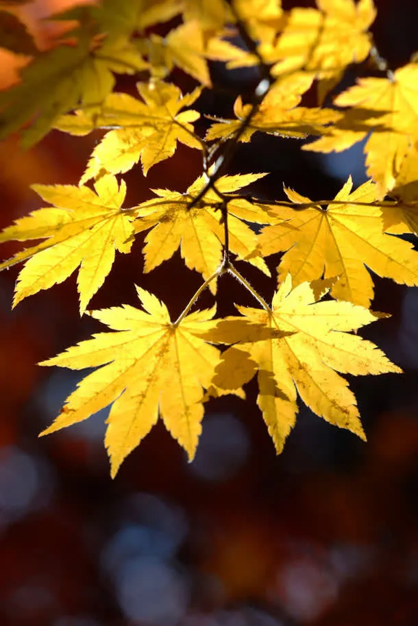 秋季阳光治愈大屏免抠