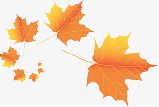 实物枫叶素材免抠