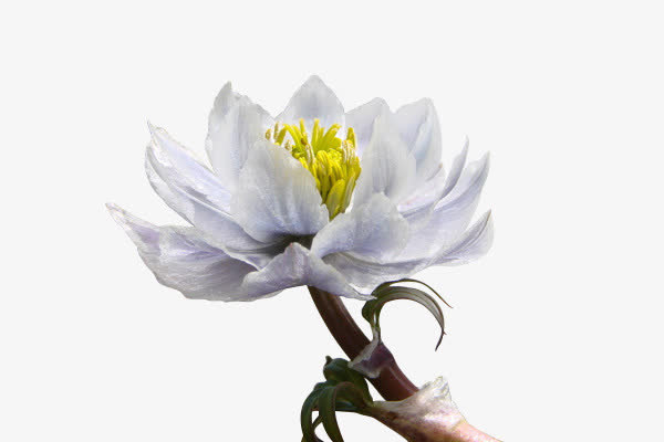 白色雪莲花免抠