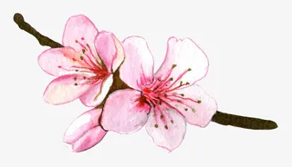 手绘粉色桃花花枝免抠