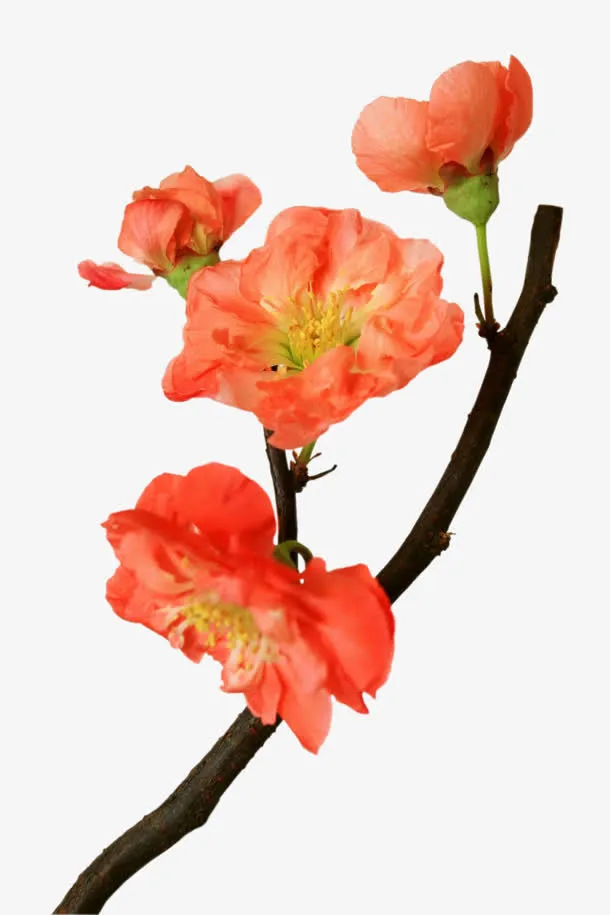 摄影红色的花骨朵儿免抠