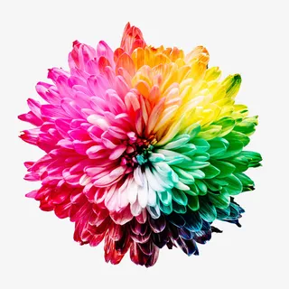 彩虹高清花瓣免抠