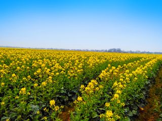油菜花  油菜的花田  黄花高清