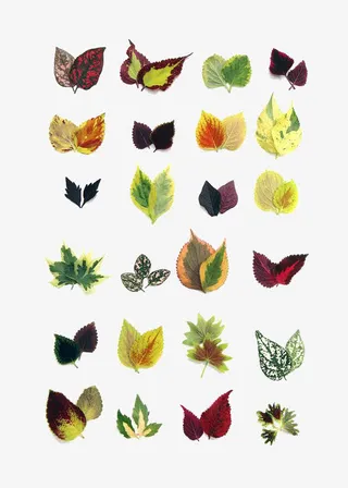 叶片免扣元素免抠