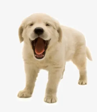 白色小狗呆萌微笑免抠