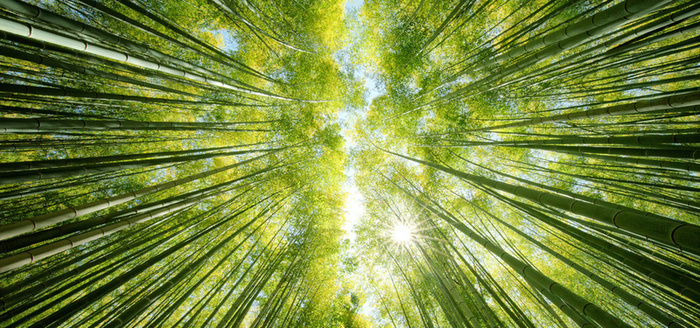 竹林淘宝背景高清
