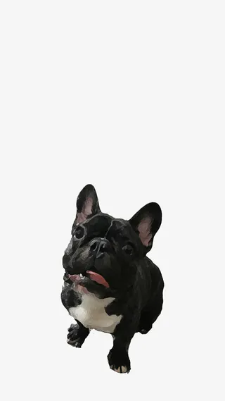 黑色的法国斗牛犬免抠