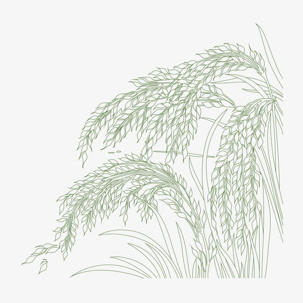 绿色麦穗免抠