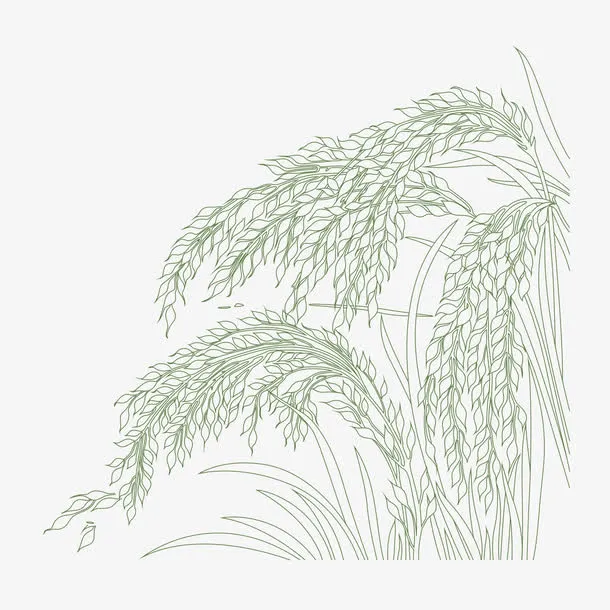 绿色麦穗免抠