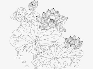 速写荷花儿png图免抠