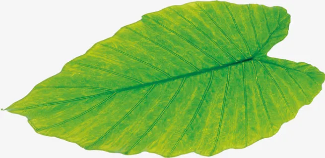 中秋节绿色高清树叶免抠