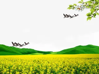 醉美油菜花免抠