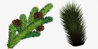 松树坚果圣诞树枝免抠