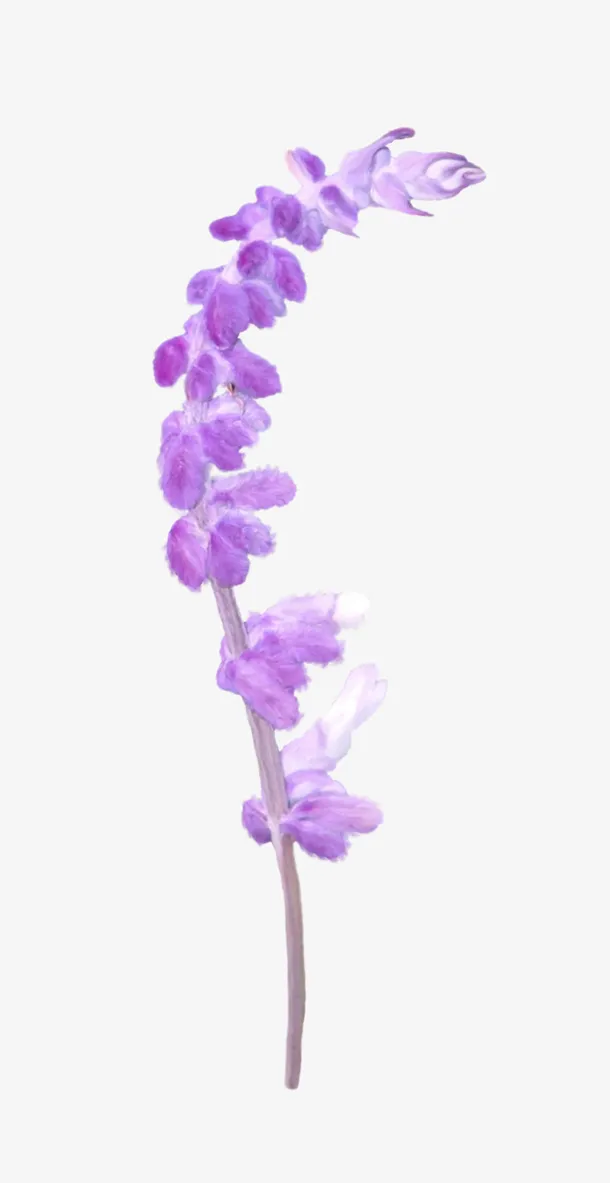 手绘花草素材手绘装饰免抠