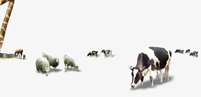 成群的动物牛羊免抠