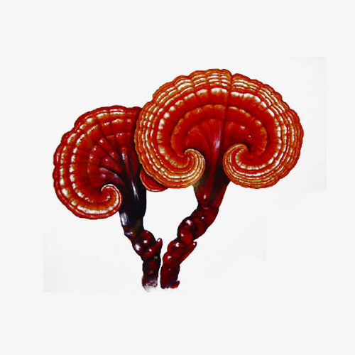 两支褐色手绘灵芝草免抠