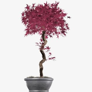 创意枫叶盆景免抠