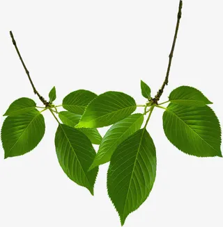春天绿叶树枝装饰免抠