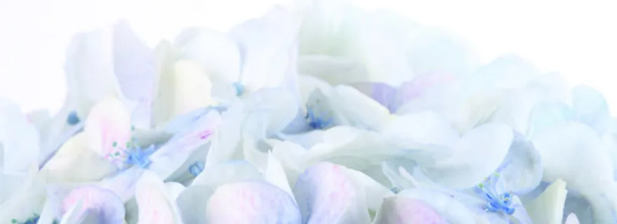 蓝色的花瓣免抠