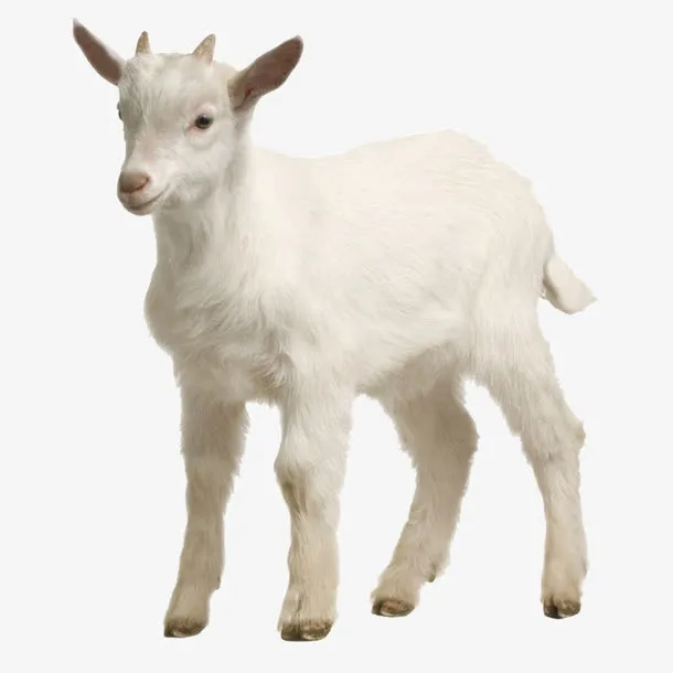 可爱的小绵羊免抠