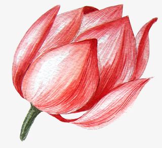 卡通手绘红色的荷花免抠
