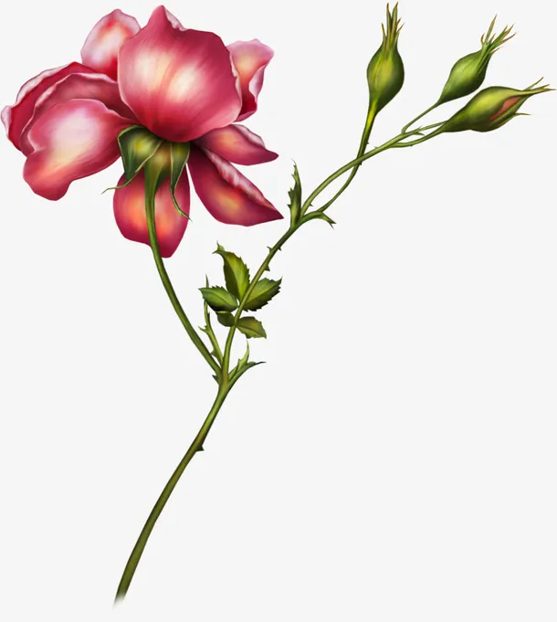 手绘鲜花叶子素材2免抠