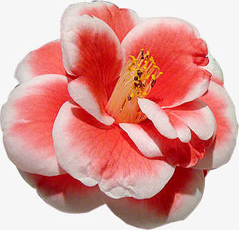 粉色茶花免抠
