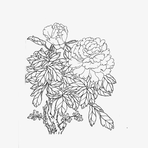 卡通手绘牡丹免抠