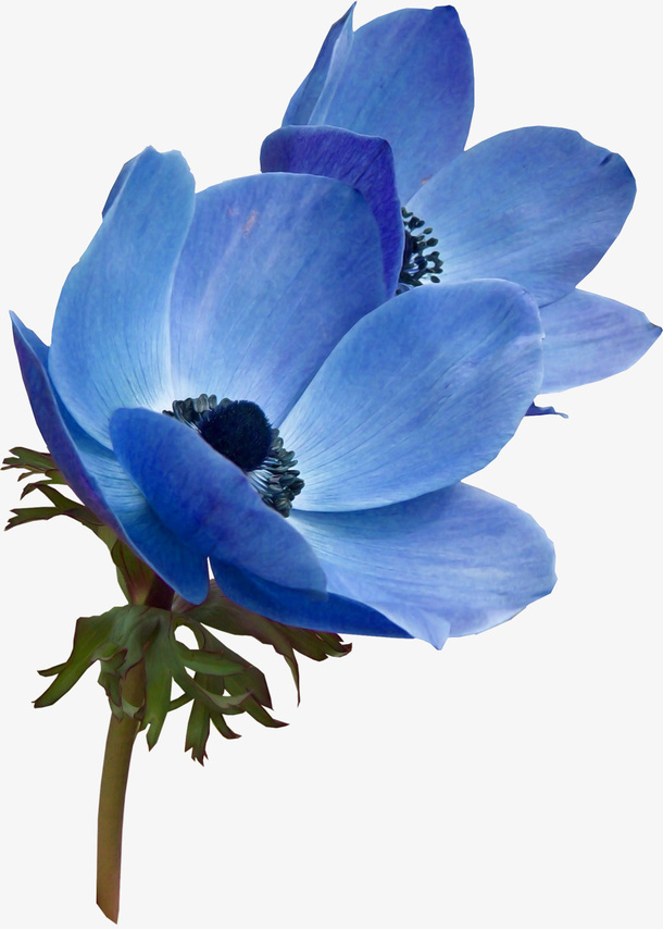 花卉免抠