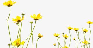春天黄色小花免抠